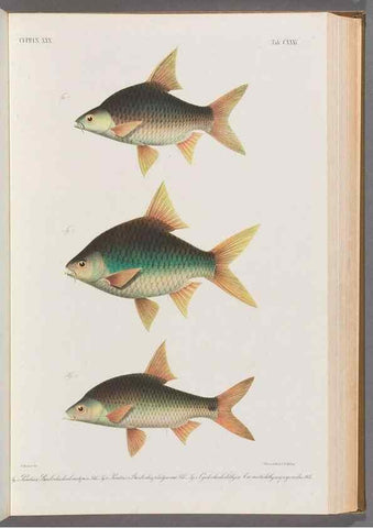 Reproducción/Reproduction 48908277373: Atlas ichthyologique des Indes orientales néêrlandaises :. Amsterdam :Frédéric Muller, editeur,1862-1878. 