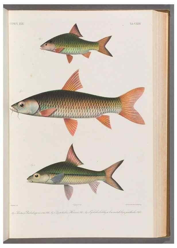 Reproducción/Reproduction 48908808331: Atlas ichthyologique des Indes orientales néêrlandaises :. Amsterdam :Frédéric Muller, editeur,1862-1878. 