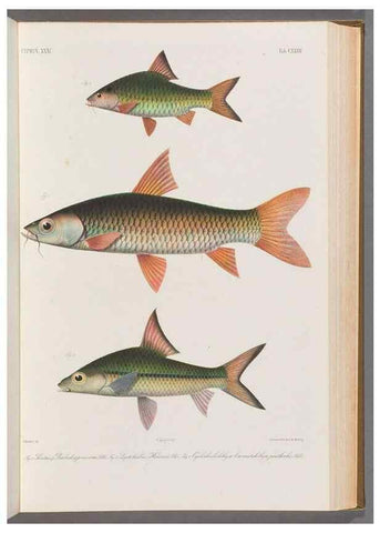 Reproducción/Reproduction 48908808331: Atlas ichthyologique des Indes orientales néêrlandaises :. Amsterdam :Frédéric Muller, editeur,1862-1878. 