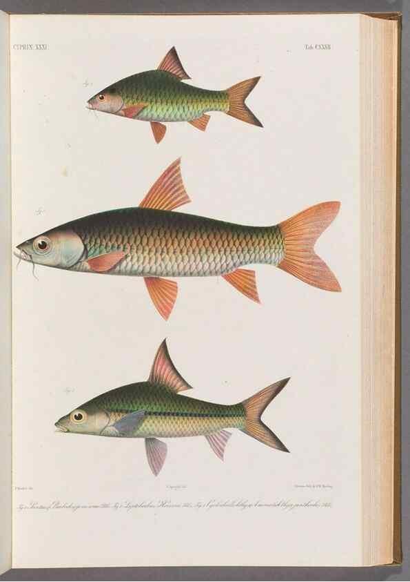 Reproducción/Reproduction 48908808331: Atlas ichthyologique des Indes orientales néêrlandaises :. Amsterdam :Frédéric Muller, editeur,1862-1878. 