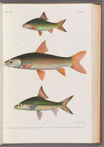 Reproducción/Reproduction 48908808331: Atlas ichthyologique des Indes orientales néêrlandaises :. Amsterdam :Frédéric Muller, editeur,1862-1878. 