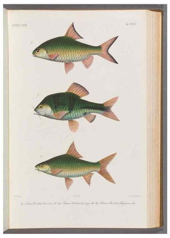 Reproducción/Reproduction 48908277828: Atlas ichthyologique des Indes orientales néêrlandaises :. Amsterdam :Frédéric Muller, editeur,1862-1878. 