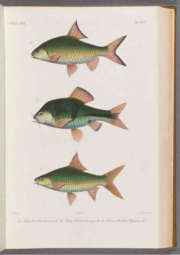 Reproducción/Reproduction 48908277828: Atlas ichthyologique des Indes orientales néêrlandaises :. Amsterdam :Frédéric Muller, editeur,1862-1878. 