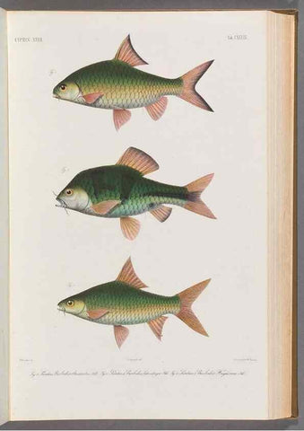 Reproducción/Reproduction 48908277828: Atlas ichthyologique des Indes orientales néêrlandaises :. Amsterdam :Frédéric Muller, editeur,1862-1878. 