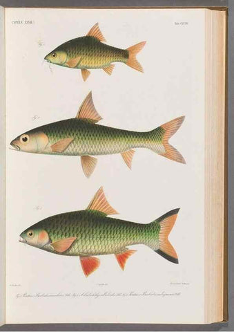 Reproducción/Reproduction 48908808951: Atlas ichthyologique des Indes orientales néêrlandaises :. Amsterdam :Frédéric Muller, editeur,1862-1878. 