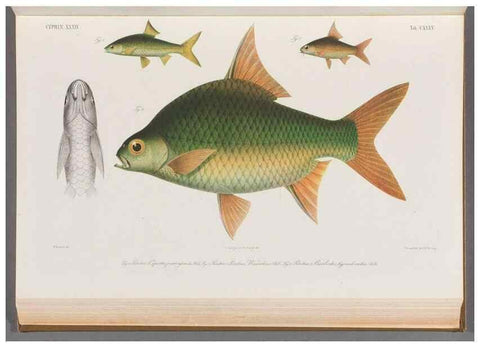 Reproducción/Reproduction 48908809501: Atlas ichthyologique des Indes orientales néêrlandaises :. Amsterdam :Frédéric Muller, editeur,1862-1878. 