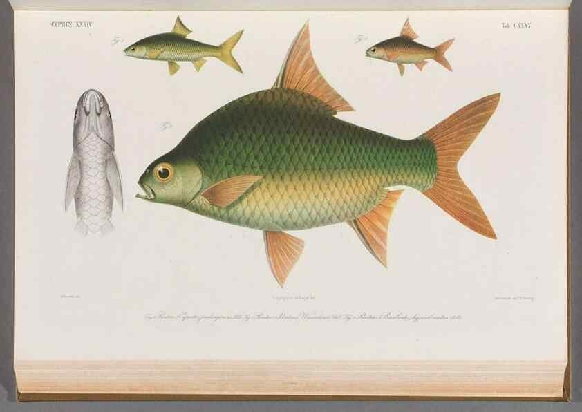 Reproducción/Reproduction 48908809501: Atlas ichthyologique des Indes orientales néêrlandaises :. Amsterdam :Frédéric Muller, editeur,1862-1878. 