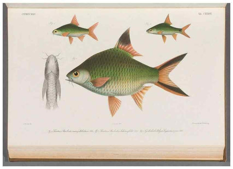 Reproducción/Reproduction 48909015702: Atlas ichthyologique des Indes orientales néêrlandaises :. Amsterdam :Frédéric Muller, editeur,1862-1878. 