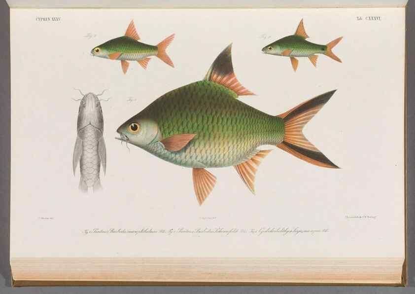 Reproducción/Reproduction 48909015702: Atlas ichthyologique des Indes orientales néêrlandaises :. Amsterdam :Frédéric Muller, editeur,1862-1878. 