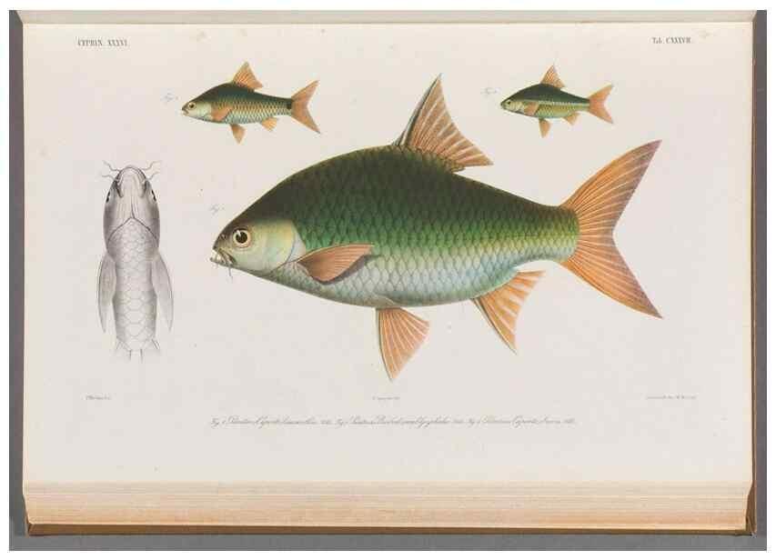 Reproducción/Reproduction 48908484373: Atlas ichthyologique des Indes orientales néêrlandaises :. Amsterdam :Frédéric Muller, editeur,1862-1878. 