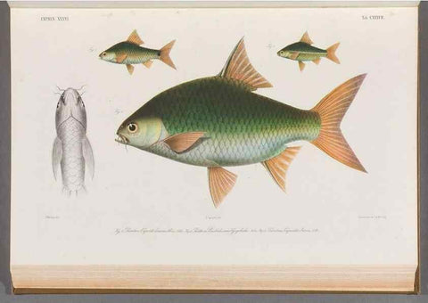 Reproducción/Reproduction 48908484373: Atlas ichthyologique des Indes orientales néêrlandaises :. Amsterdam :Frédéric Muller, editeur,1862-1878. 