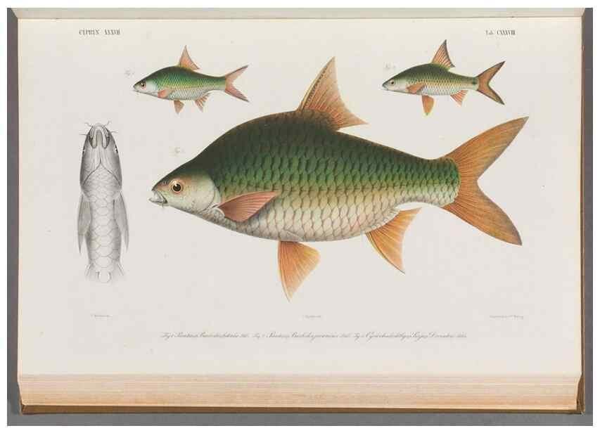 Reproducción/Reproduction 48909013516: Atlas ichthyologique des Indes orientales néêrlandaises :. Amsterdam :Frédéric Muller, editeur,1862-1878. 