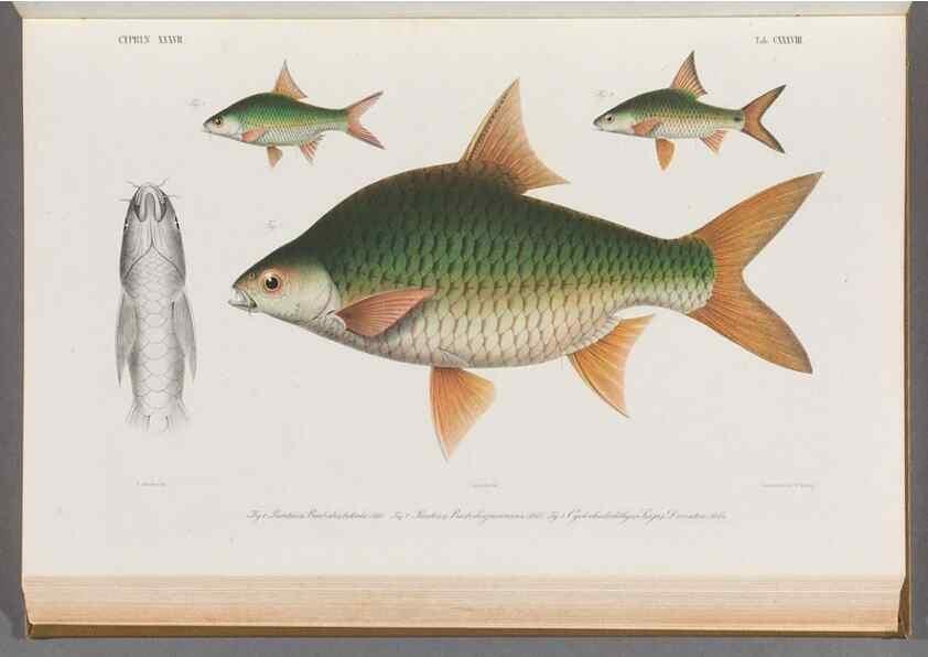 Reproducción/Reproduction 48909013516: Atlas ichthyologique des Indes orientales néêrlandaises :. Amsterdam :Frédéric Muller, editeur,1862-1878. 