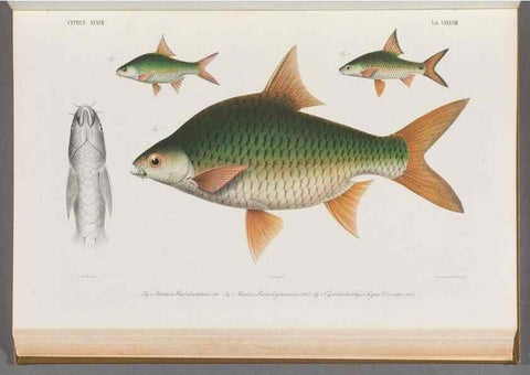 Reproducción/Reproduction 48909013516: Atlas ichthyologique des Indes orientales néêrlandaises :. Amsterdam :Frédéric Muller, editeur,1862-1878. 
