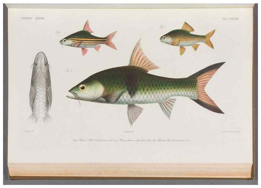 Reproducción/Reproduction 48909221497: Atlas ichthyologique des Indes orientales néêrlandaises :. Amsterdam :Frédéric Muller, editeur,1862-1878. 