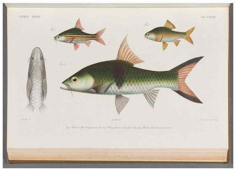Reproducción/Reproduction 48909221497: Atlas ichthyologique des Indes orientales néêrlandaises :. Amsterdam :Frédéric Muller, editeur,1862-1878. 