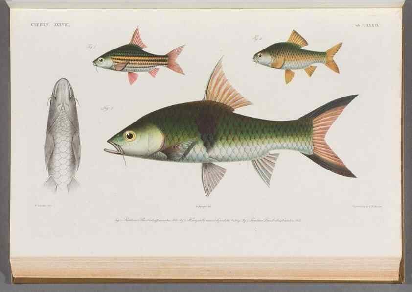 Reproducción/Reproduction 48909221497: Atlas ichthyologique des Indes orientales néêrlandaises :. Amsterdam :Frédéric Muller, editeur,1862-1878. 