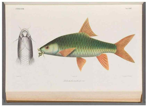 Reproducción/Reproduction 48908274928: Atlas ichthyologique des Indes orientales néêrlandaises :. Amsterdam :Frédéric Muller, editeur,1862-1878. 