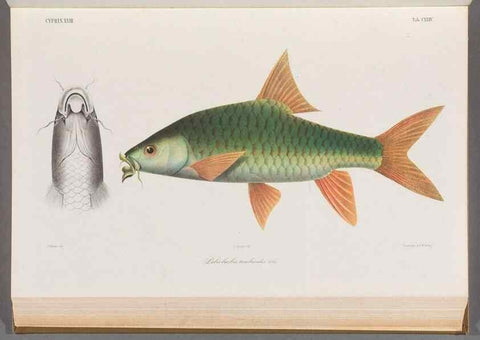 Reproducción/Reproduction 48908274928: Atlas ichthyologique des Indes orientales néêrlandaises :. Amsterdam :Frédéric Muller, editeur,1862-1878. 