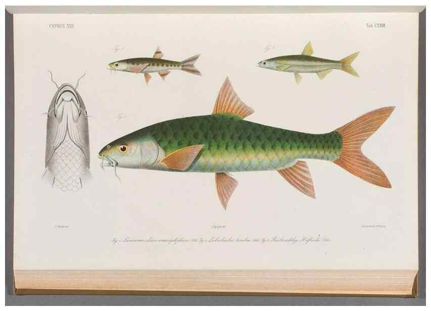 Reproducción/Reproduction 48908805336: Atlas ichthyologique des Indes orientales néêrlandaises :. Amsterdam :Frédéric Muller, editeur,1862-1878. 