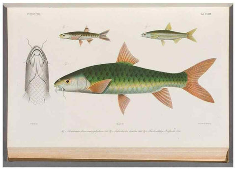 Reproducción/Reproduction 48908805336: Atlas ichthyologique des Indes orientales néêrlandaises :. Amsterdam :Frédéric Muller, editeur,1862-1878. 