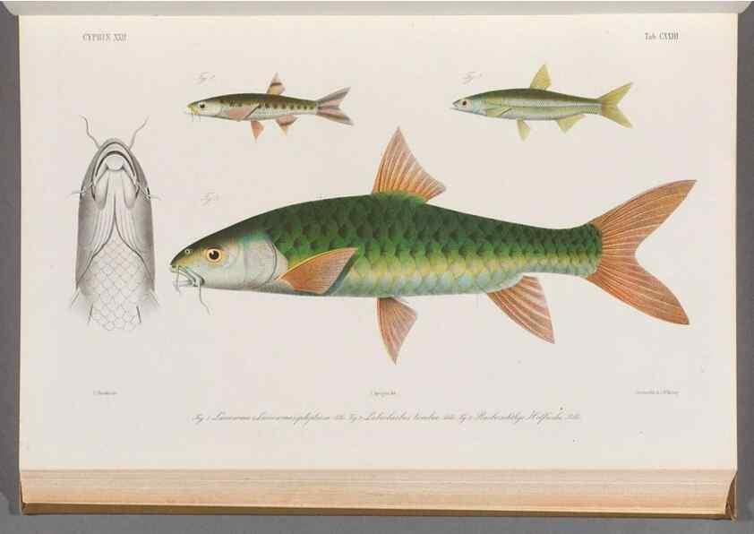 Reproducción/Reproduction 48908805336: Atlas ichthyologique des Indes orientales néêrlandaises :. Amsterdam :Frédéric Muller, editeur,1862-1878. 
