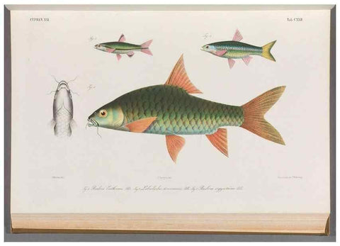 Reproducción/Reproduction 48908805016: Atlas ichthyologique des Indes orientales néêrlandaises :. Amsterdam :Frédéric Muller, editeur,1862-1878. 