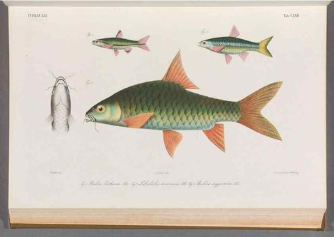 Reproducción/Reproduction 48908805016: Atlas ichthyologique des Indes orientales néêrlandaises :. Amsterdam :Frédéric Muller, editeur,1862-1878. 