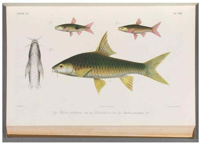 Reproducción/Reproduction 48908804636: Atlas ichthyologique des Indes orientales néêrlandaises :. Amsterdam :Frédéric Muller, editeur,1862-1878. 