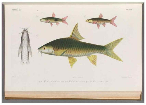 Reproducción/Reproduction 48908804636: Atlas ichthyologique des Indes orientales néêrlandaises :. Amsterdam :Frédéric Muller, editeur,1862-1878. 