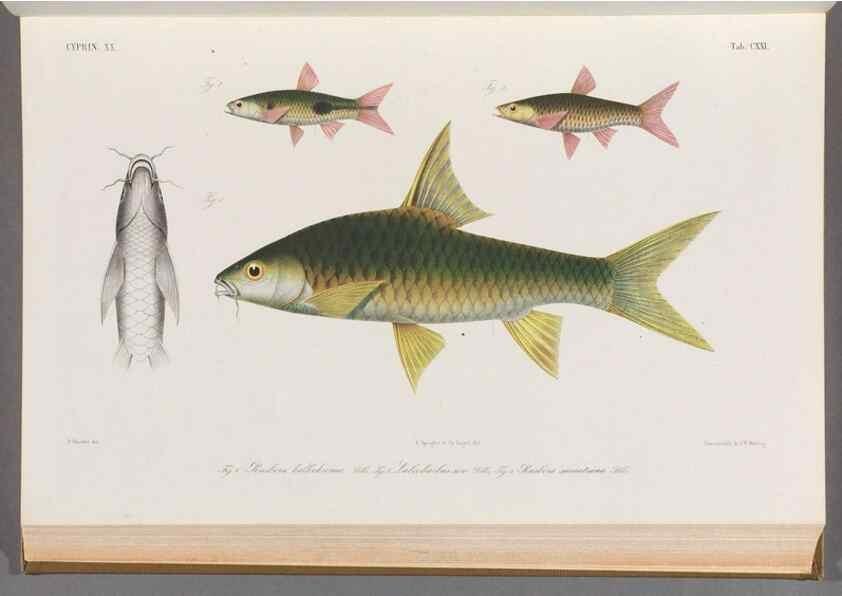 Reproducción/Reproduction 48908804636: Atlas ichthyologique des Indes orientales néêrlandaises :. Amsterdam :Frédéric Muller, editeur,1862-1878. 
