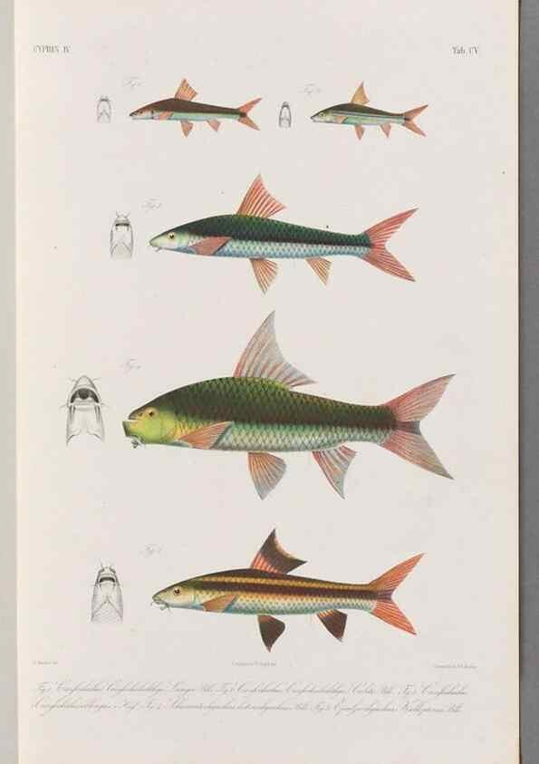 Reproducción/Reproduction 48908269078: Atlas ichthyologique des Indes orientales néêrlandaises :. Amsterdam :Frédéric Muller, editeur,1862-1878. 