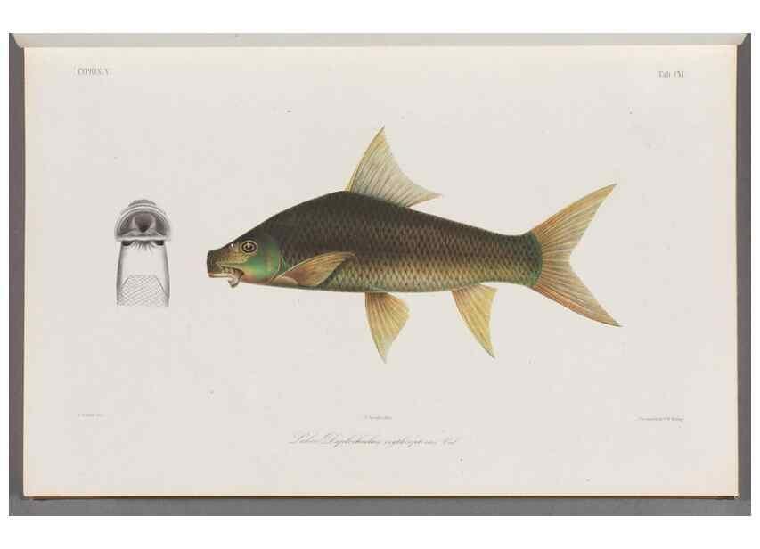 Reproducción/Reproduction 48908269393: Atlas ichthyologique des Indes orientales néêrlandaises :. Amsterdam :Frédéric Muller, editeur,1862-1878. 