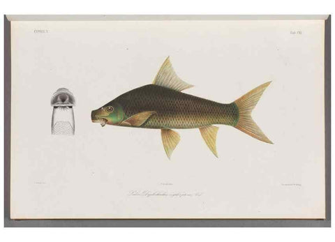 Reproducción/Reproduction 48908269393: Atlas ichthyologique des Indes orientales néêrlandaises :. Amsterdam :Frédéric Muller, editeur,1862-1878. 
