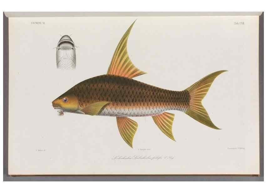 Reproducción/Reproduction 48908800561: Atlas ichthyologique des Indes orientales néêrlandaises :. Amsterdam :Frédéric Muller, editeur,1862-1878. 