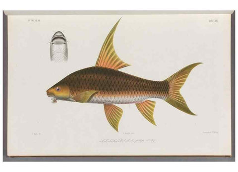 Reproducción/Reproduction 48908800561: Atlas ichthyologique des Indes orientales néêrlandaises :. Amsterdam :Frédéric Muller, editeur,1862-1878. 