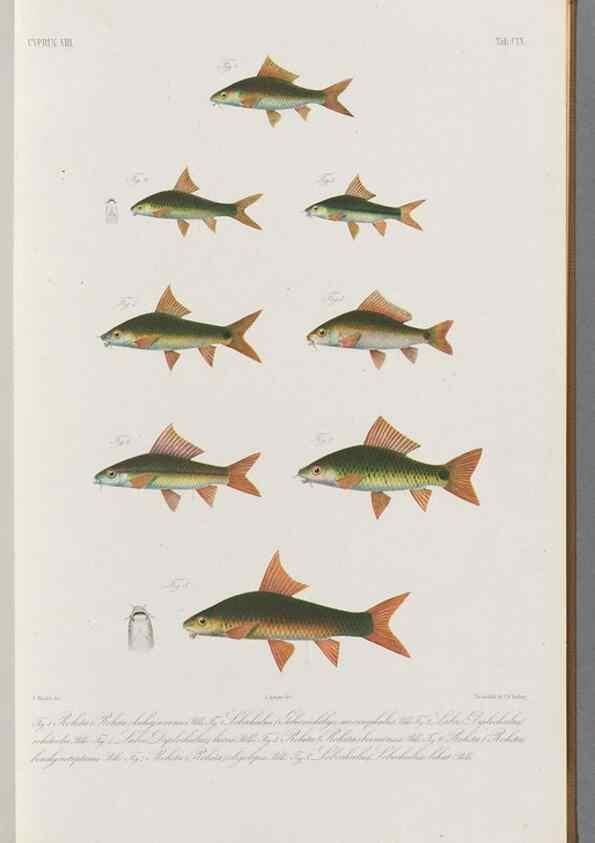 Reproducción/Reproduction 48908801071: Atlas ichthyologique des Indes orientales néêrlandaises :. Amsterdam :Frédéric Muller, editeur,1862-1878. 