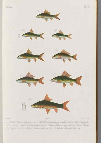 Reproducción/Reproduction 48908801071: Atlas ichthyologique des Indes orientales néêrlandaises :. Amsterdam :Frédéric Muller, editeur,1862-1878. 