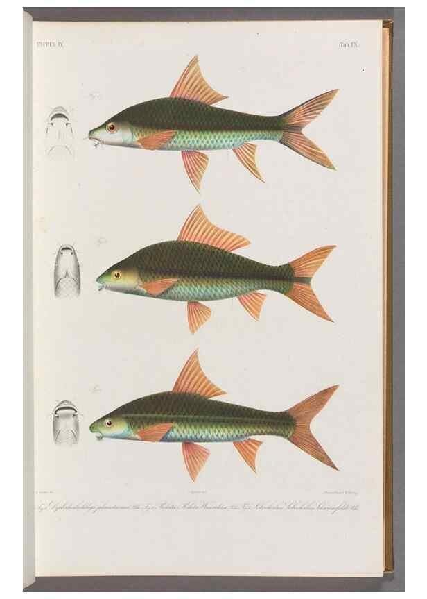 Reproducción/Reproduction 48909007097: Atlas ichthyologique des Indes orientales néêrlandaises :. Amsterdam :Frédéric Muller, editeur,1862-1878. 