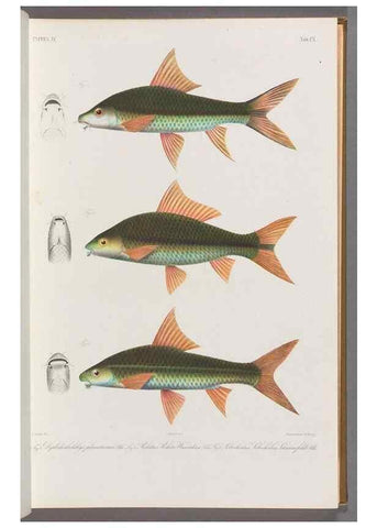 Reproducción/Reproduction 48909007097: Atlas ichthyologique des Indes orientales néêrlandaises :. Amsterdam :Frédéric Muller, editeur,1862-1878. 
