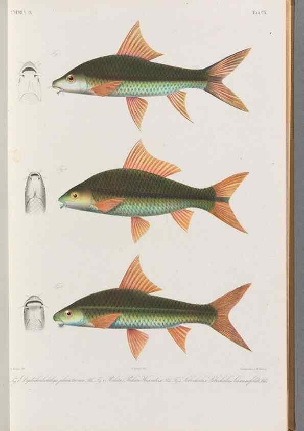 Reproducción/Reproduction 48909007097: Atlas ichthyologique des Indes orientales néêrlandaises :. Amsterdam :Frédéric Muller, editeur,1862-1878. 