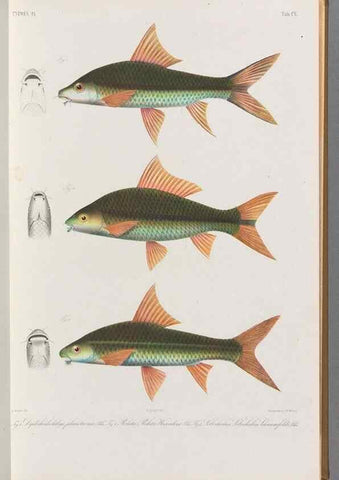Reproducción/Reproduction 48909007097: Atlas ichthyologique des Indes orientales néêrlandaises :. Amsterdam :Frédéric Muller, editeur,1862-1878. 