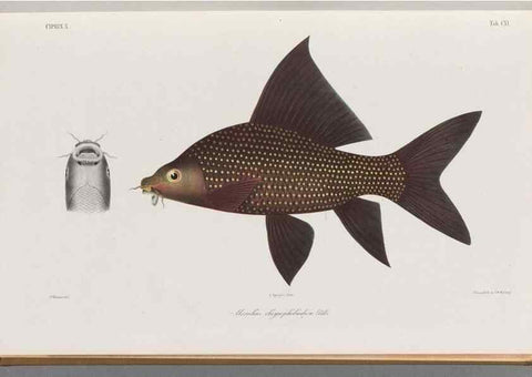 Reproducción/Reproduction 48908270888: Atlas ichthyologique des Indes orientales néêrlandaises :. Amsterdam :Frédéric Muller, editeur,1862-1878. 