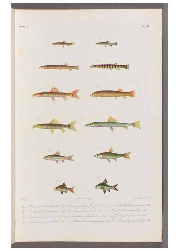 Reproducción/Reproduction 48908268523: Atlas ichthyologique des Indes orientales néêrlandaises :. Amsterdam :Frédéric Muller, editeur,1862-1878. 