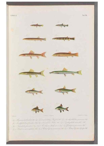 Reproducción/Reproduction 48908268523: Atlas ichthyologique des Indes orientales néêrlandaises :. Amsterdam :Frédéric Muller, editeur,1862-1878. 