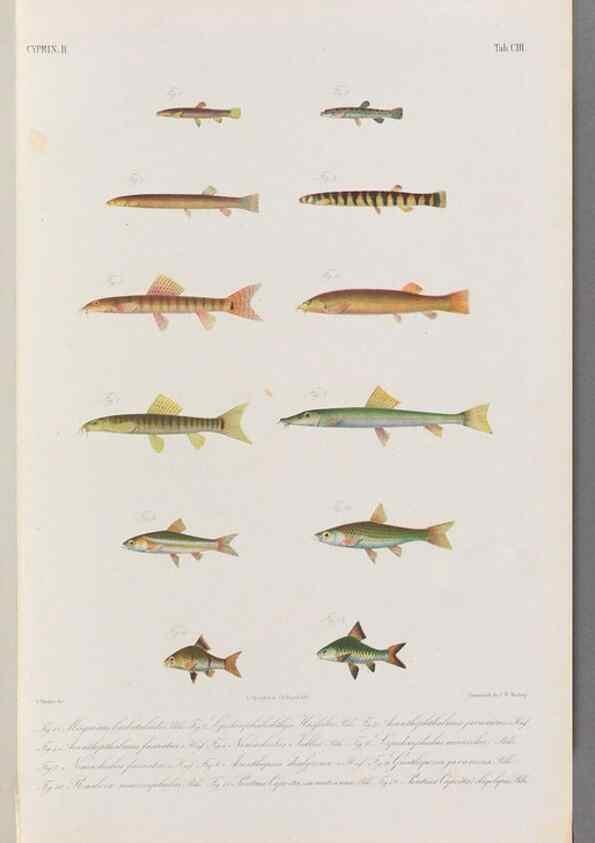 Reproducción/Reproduction 48908268523: Atlas ichthyologique des Indes orientales néêrlandaises :. Amsterdam :Frédéric Muller, editeur,1862-1878. 