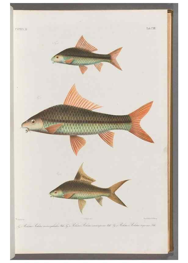 Reproducción/Reproduction 48909007677: Atlas ichthyologique des Indes orientales néêrlandaises :. Amsterdam :Frédéric Muller, editeur,1862-1878. 