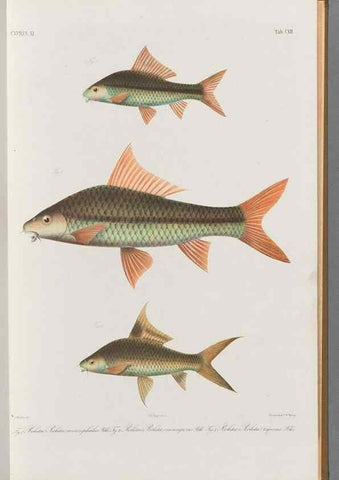 Reproducción/Reproduction 48909007677: Atlas ichthyologique des Indes orientales néêrlandaises :. Amsterdam :Frédéric Muller, editeur,1862-1878. 