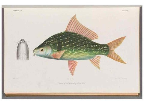 Reproducción/Reproduction 48909008347: Atlas ichthyologique des Indes orientales néêrlandaises :. Amsterdam :Frédéric Muller, editeur,1862-1878. 