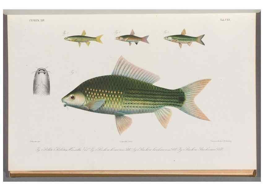 Reproducción/Reproduction 48909008597: Atlas ichthyologique des Indes orientales néêrlandaises :. Amsterdam :Frédéric Muller, editeur,1862-1878. 